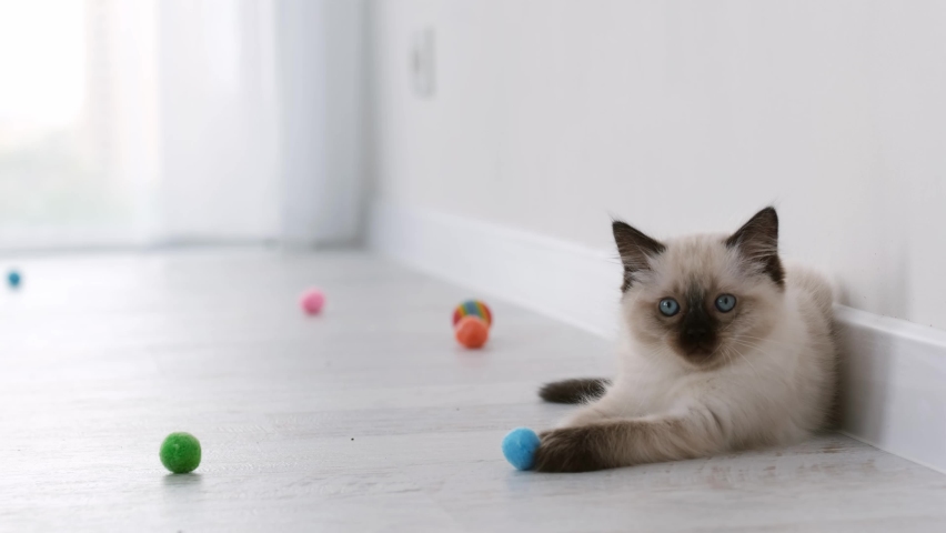 Adorable ragdoll kittens playing with colorful balls on the floor at home. Little domestic purebred cats hunt for toys in the light room. Funny cute kitty lying indoors Royalty-Free Stock Footage #1074976208