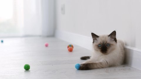 Adorable ragdoll kittens playing with colorful balls on the floor at home. Little domestic purebred cats hunt for toys in the light room. Funny cute kitty lying indoors