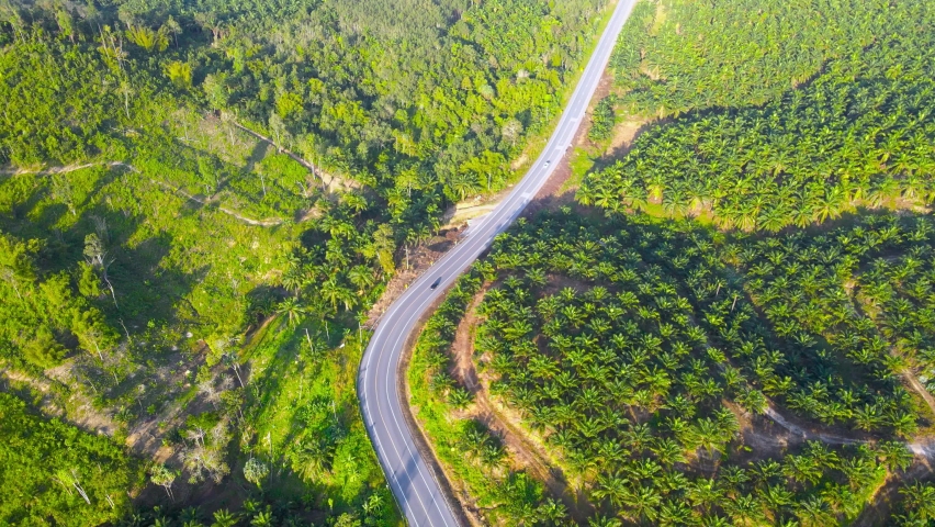 Nature Video Scene of Aerial view green tree and road in nature