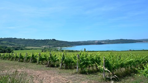 vineyard on the shores of lake corbara in umbria on a sunny day in sum