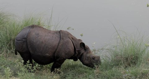 Asian rhino walking along the river in Chitwan, Nepal