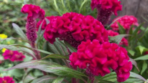 Cockscomb flower or celosia crostata flower blower by the wind 