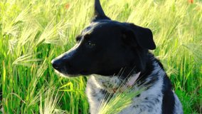 Close up portrait of white and black dog sitting in the green grass barley wheat field flowery meadow .It's sunshine on sunset . High quality 4k footage