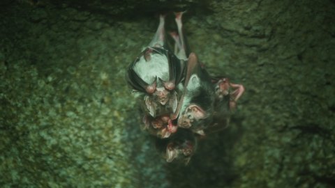 Several vampire mice hang upside down on a cave ceiling