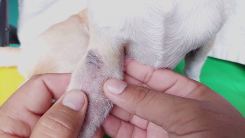 Skin Disease of Puppy Dog 