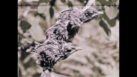 1960s: Three fledgling black billed cuckoos perch on branch, tussling and fighting.