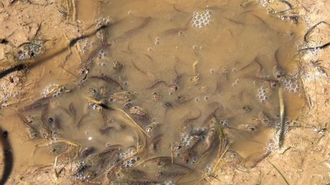 Tadpoles swarm in a puddle