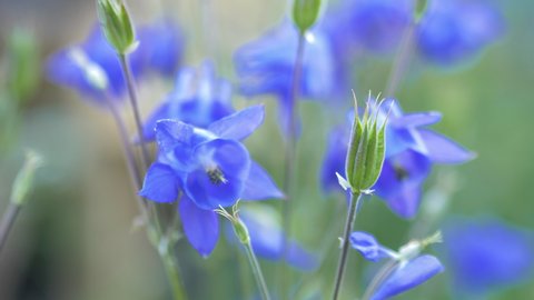 European columbine on a meadow with shallow depth of field. The blue color at dusk gives the image a cool fresh feeling.
