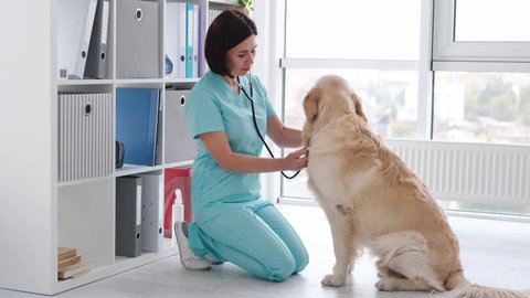 Beautiful smiling woman veterinarian examining golden retriever dog with stethoscope in clinic. Vet doctor making diagnostic for cute doggy. Animal healtcare hospital with professional pet help