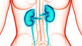 Human Urinary System Kidneys Anatomy Animation Concept. 3D