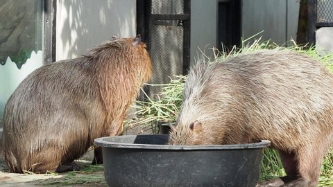 Capybara Life. capybaras walking and swimming. Their pig-shaped bodies are adapted for life in bodies of water found in forests. native to South America. largest rodent in the world. 