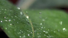 Slow motion video of water droplets hitting a leaf