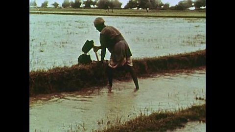 CIRCA 1965 - Farmers in some Indian states struggle to harvest enough crops for their population, forcing them to trade for it.