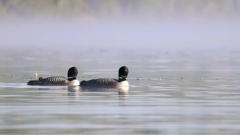 A common loon in Maine wail call sound video in 4k