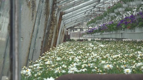 ICELAND - CIRCA 2020s - Flowers grow in the interior of a greenhouse in iceland powered by geothermal heat.