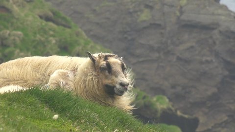 ICELAND - CIRCA 2020s - A sheep sits on a cliff with a lamb nearby in a remote area of Iceland.