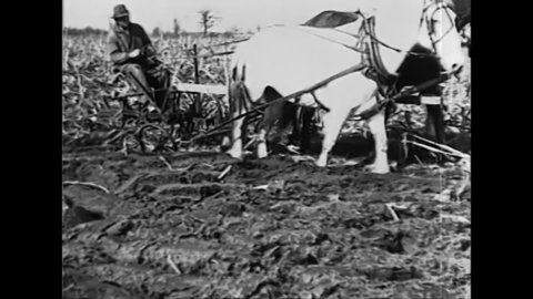 CIRCA 1920 - Corn borers survive in plowed corn fields.