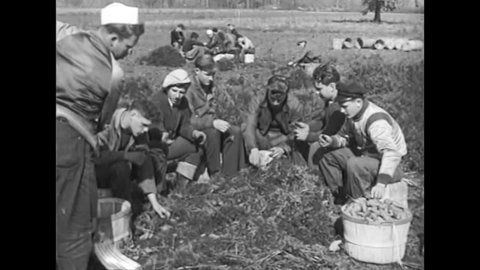 CIRCA 1930s - Teenage boys from needy families get the chance to work on farms, harvesting potatoes and other vegetables.