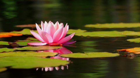 Pink lotus water lily flower and green leaves in pond