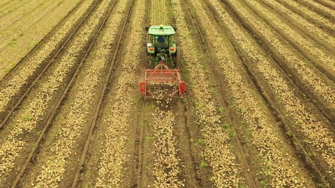 Agricultural industry.Modern Technologies of Onion Harvesting. A Tractor with Attachments moves through an Onion Field. Onion Harvesting Equipment.View from above