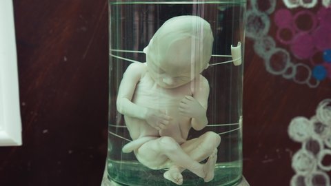 KYIV, UKRAINE - May 2021: Mannequin of a baby. Dummy body of unborn baby. Manikin of a baby's body in a capsule before born.