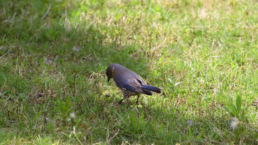 Eastern bluebird catching, playing with and eating a large insect in the grass. Slow footage. Clip A.