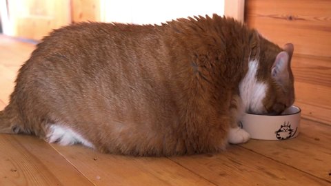 Very Fat Cat Sitting on a Bed. Ginger and White Striped Cat is Large. Big Lazy Tabby Cat of Incredible Size Lying on the Sofa. Fat belly. Overweight in a pet. Wrong food