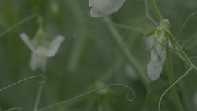 Blooming vegetable pea in the field. Flowering legumes. Young shoots and flowers in a field of green peas. slow motion . Macro video, ProRes 422, ungraded C-LOG3 10 bit