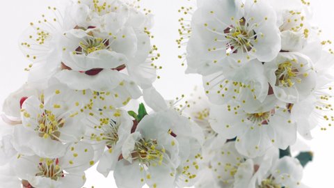 Spring flowers opening. Beautiful Spring Apricot tree blossom open timelapse, extreme close up. Time lapse of Easter fresh pink blossoming apricot closeup. Blooming backdrop on white 4K UHD video. 