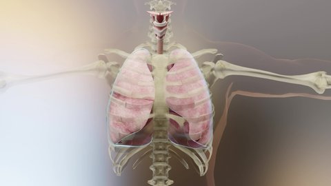 Pneumothorax, Hemothorax and Hemopneumothorax, Normal lung versus collapsed,  symptoms of pneumothorax, pleural effusion,  empyema, complications after a chest injury, 3d render
