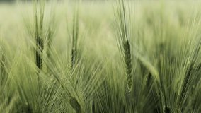 Ears of wheat close up. Growing Wheat field in sunset. Field of green raw wheat swaying. Peaceful scene. Slow motion video.
