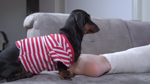 Cute dachshund puppy in striped t-shirt sits on couch next to owner and begs for food. Lovely dog feels sorry for person with broken leg in cast.