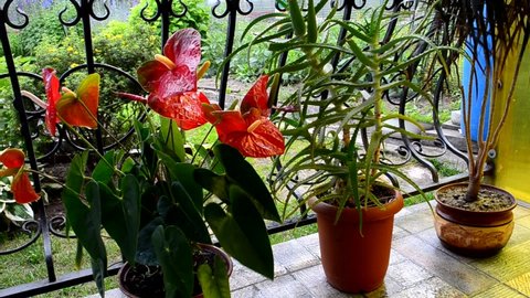 home decorative plant anthurium, potted flower outside the house, the concept of decorating the house with fresh flowers and home garden hd video