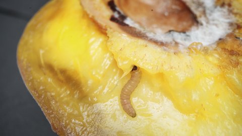 Wormy fruit. A peach infested with a larva. The worm inside the peach
