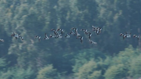 Flock of birds flying with a forest in the background.