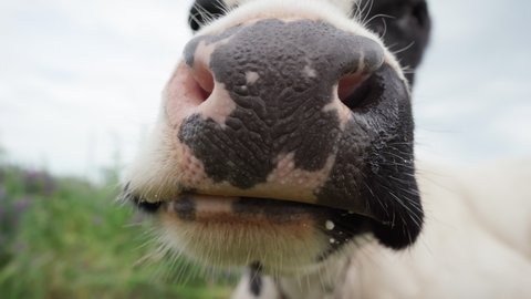 Close-up of Chewing Cow.Nose and Jaw Cows Close-up. Black and White Dairy Cow Chewing Cud in Meadow. Cattle in Pasture,4k