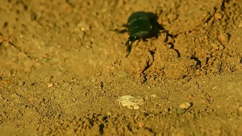 Stag beetle is crawling on sand