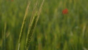 Closeup macro view 4k stock video footage of green riping wheat spikes growing in scenic sunset summer countryside field with many red poppy flowers blooming among wheat plants