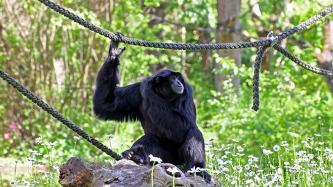 The siamang, Symphalangus syndactylus is an arboreal black-furred gibbon native to the forests of Malaysia, Thailand, and Sumatra. The largest of the gibbons.