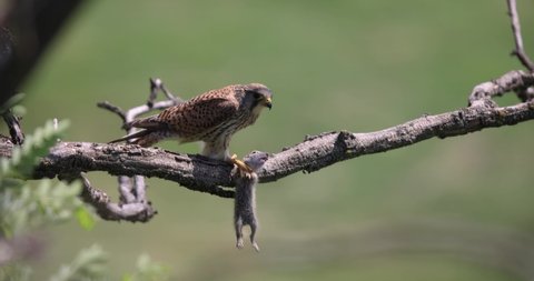 A falcon chased a ground squirrel to eat it