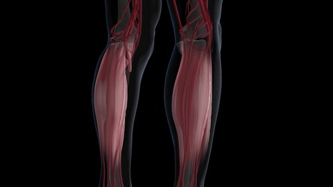 4K Animation Of Blood Circulation From Legs To Soleus