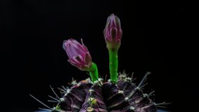 Time lapse footage of  cactus flower growing blossom from bud to full blossom isolated on black