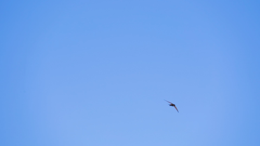 Rapid flight the Common swift also named as martlet or Apus apus in detail. Slow motion shot Royalty-Free Stock Footage #1075041131