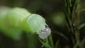 Super macro video of worm caterpillar trying to take the shell off his green head. Animal wildlife concept 4K