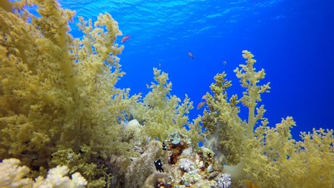 
Underwater Soft Coral Reef. Underwater tropical colourful soft corals broccoli (Litophyton arboreum). Tropical colourful underwater seascape. Reef coral scene. Coral garden seascape. 