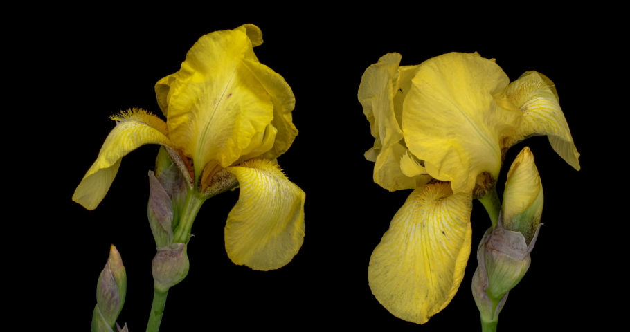 Time-lapse of growing yellow iris flower. macro, easter, spring, holidays concept.