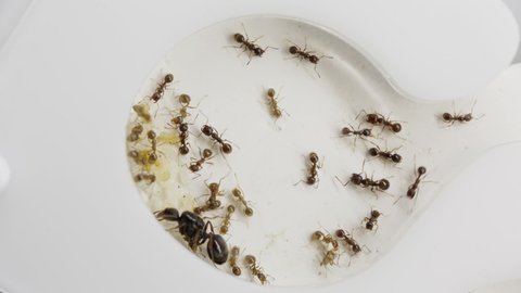 A colony of reaper ants on an acrylic ant farm. Close-up with a limited depth of field. Biotope or ant farm.Farm with messor ants in an acrylic formicarium. Place to copy text