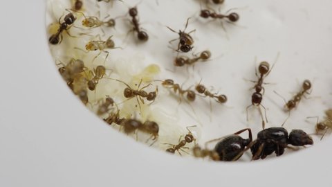 A colony of reaper ants on an acrylic ant farm. Close-up with a limited depth of field. Biotope or ant farm.Farm with messor ants in an acrylic formicarium. Close-up of the queen of the ant colony