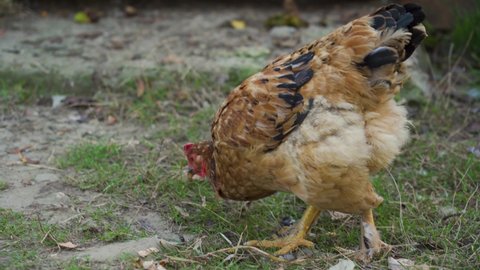 One pretty domestic chicken with black and brown feathers walks on fresh air, looking for food, worms, peck grass. Close up view outdoor. Free range poultry farming concept. Russian village.