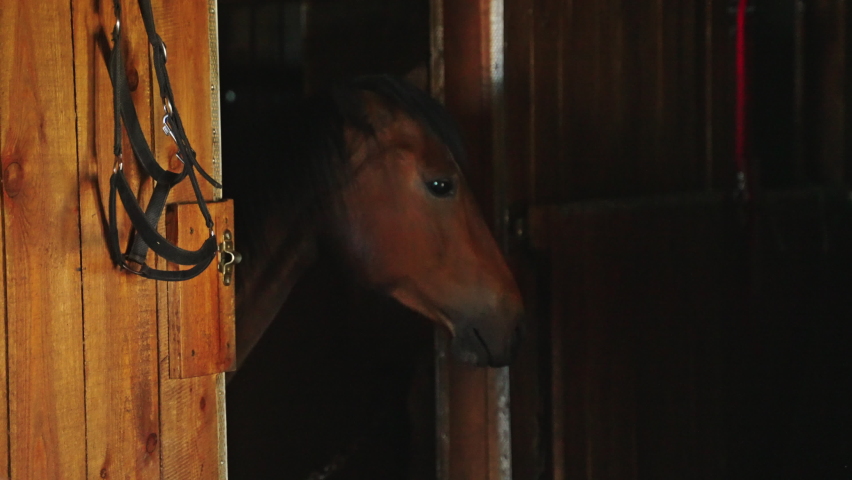 A dark brown horse in the stable. Girl holding a bucket with a scoop going inside the stable to feed the horse. Time to feed the horse. Taking care of horses.